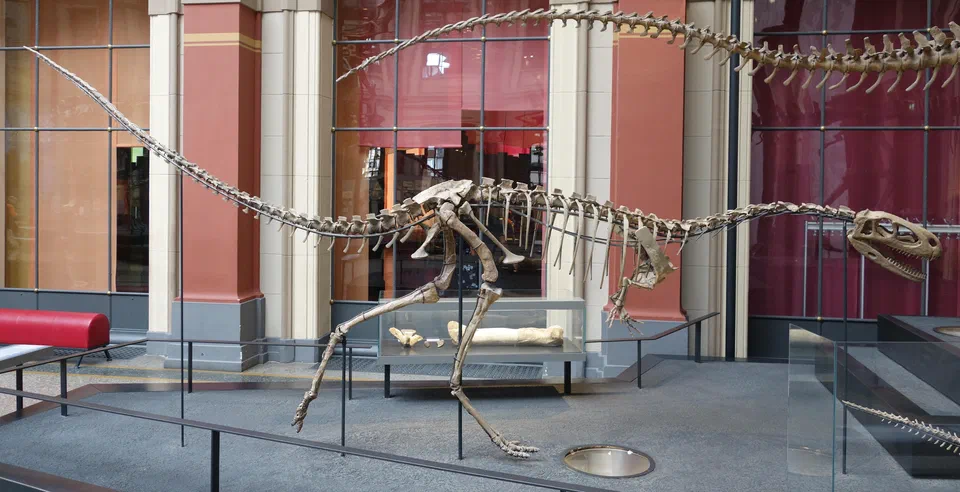 Elaphrosaurus