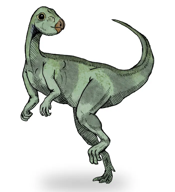 Dessin de profil d'un dinosaure bipède nommé Qantassaurus intrepidus aux teintes vert-gris avec une longue queue.