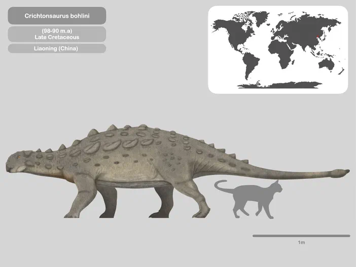 Illustration de profil d'un Crichtonsaurus bohlini à plaques osseuses du Crétacé supérieur, accompagné d'une silhouette de chat pour l'échelle et d'une carte mondiale indiquant la Chine.