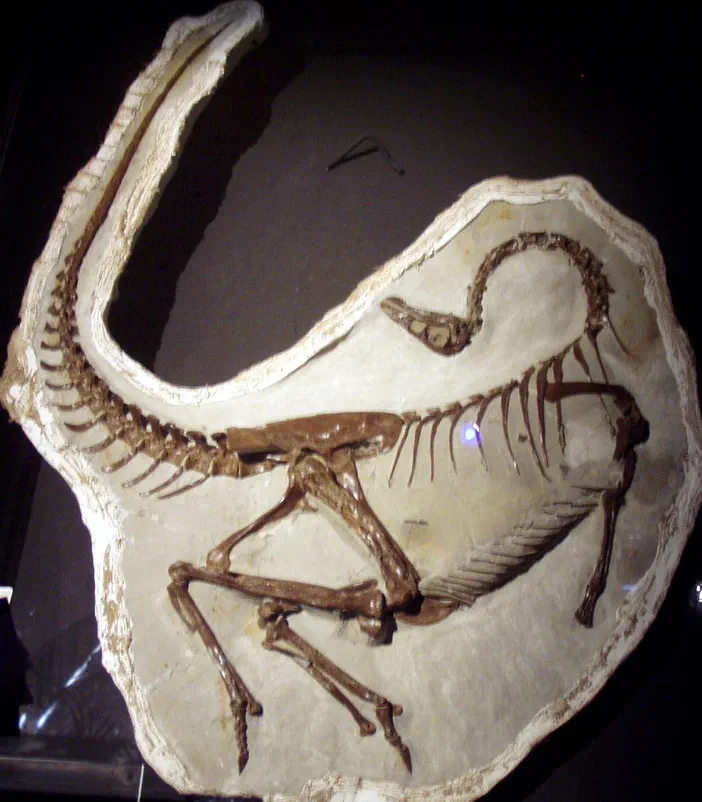Spécimen de fossile d'Ornithomimus sp., dinosaure à ossature visible dans sa matrice rocheuse.