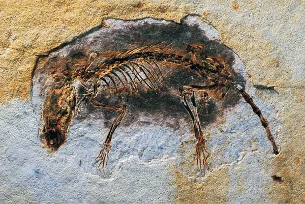Fossile du mammifère préhistorique Eomaia scansoria, son squelette complet visible dans une roche beige et bleue.