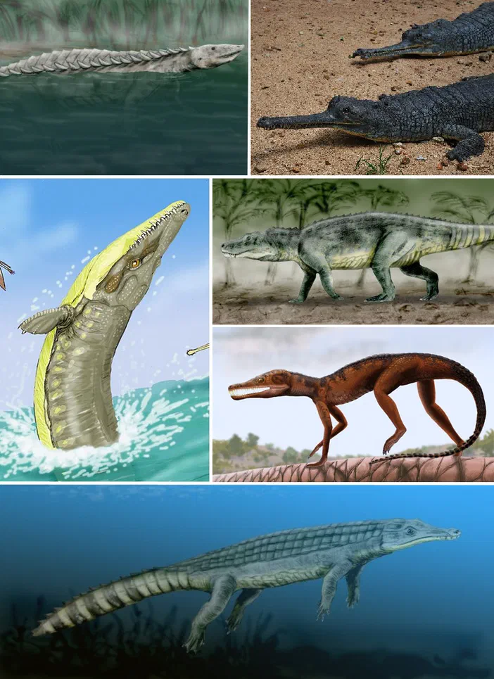 Collage de six illustrations et photos montrant divers pseudosuchiens : Longosuchus meani (aetosaure), Gavialis gangeticus (crocodilien), Saurosuchus galilei (rauisuchien), Pedeticosaurus leviseuri (sphenosuchien), Chenanisuchus lateroculi (dyrosauridé) et Dakosaurus maximus (thalattosuchien).