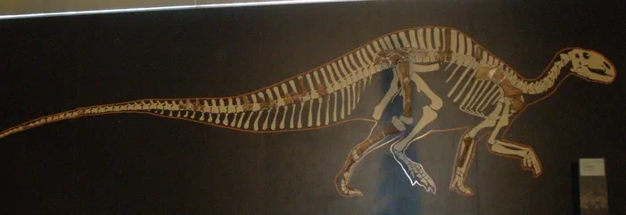 Sur une paroi sombre, le squelette complet d'un dinosaure Rhabdodon est visible avec ses côtes et vertèbres clairement dessinées.