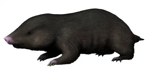 Docofossor, fouisseur fossile ressemblant à une taupe dorée avec des pattes avant adaptées au fouissage et un museau pointu rose pâle.