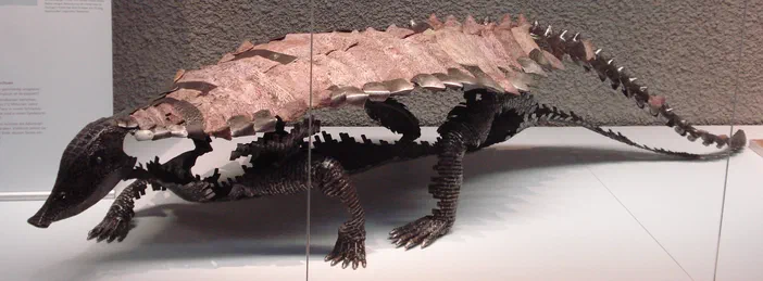 Fossile de Paratypothorax andressorum, un reptile marin du Jurassique superieur.