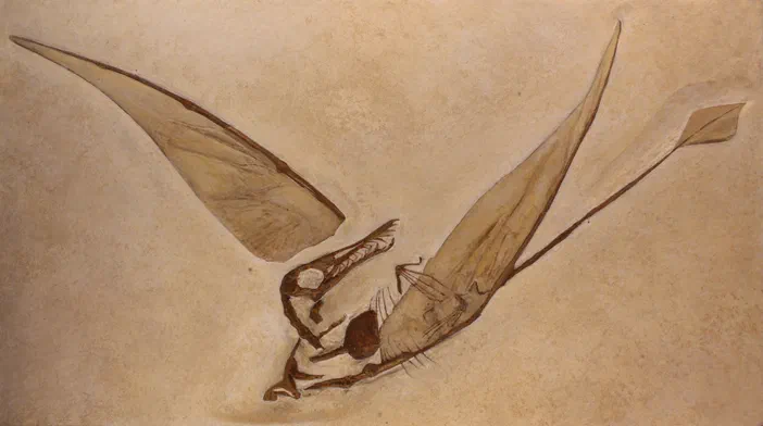 Moulage d'un Rhamphorhynchus munsteri, un ptérosaure à bec long et ailes déployées.