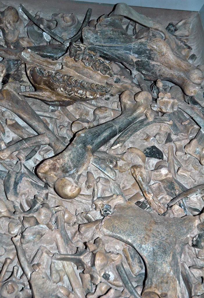 Exposition de nombreux ossements fossiles d'un rhinocéros éteint du Miocène, Menoceras.