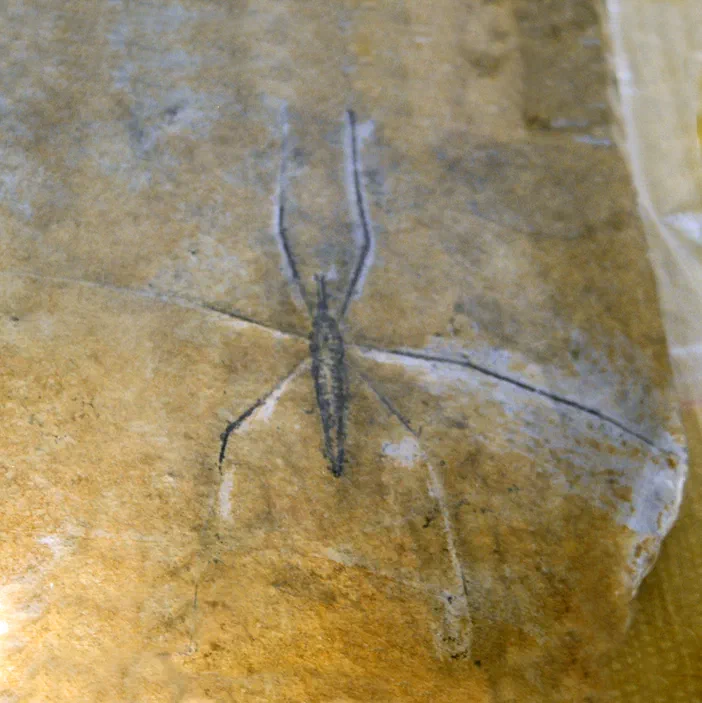 Spécimen fossile de Chresmoda obscura provenant d'Allemagne, exposé à la Galerie de Paléontologie et d'Anatomie Comparée de Paris.