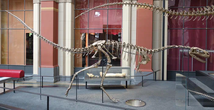 Montage squelettique d'un Elaphrosaurus exposé dans le Museum für Naturkunde de Berlin.