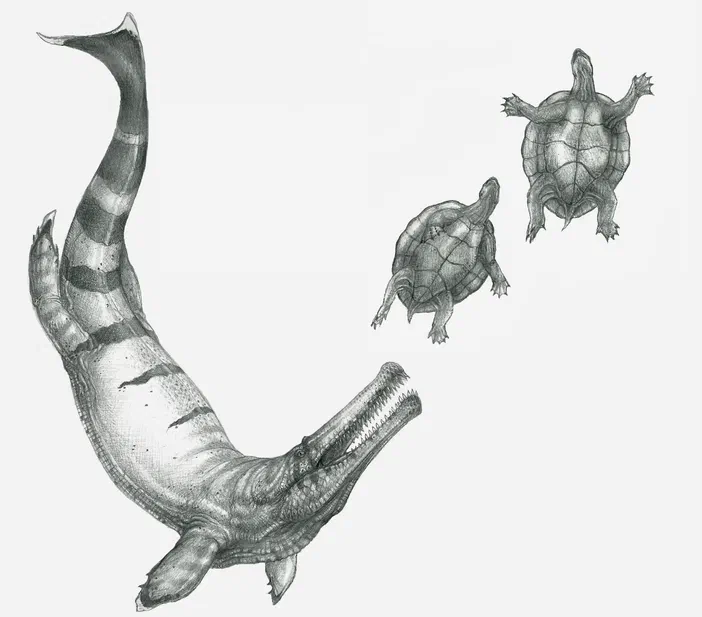 Illustration d'un Thalattosuchus superciliosus chassant deux Plesiochelys etalloni dans la mer du Jurassique supérieur.
