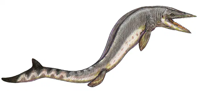 Vue d'artiste du Taniwhasaurus, un reptile marin préhistorique à la peau grise et aux nageoires.