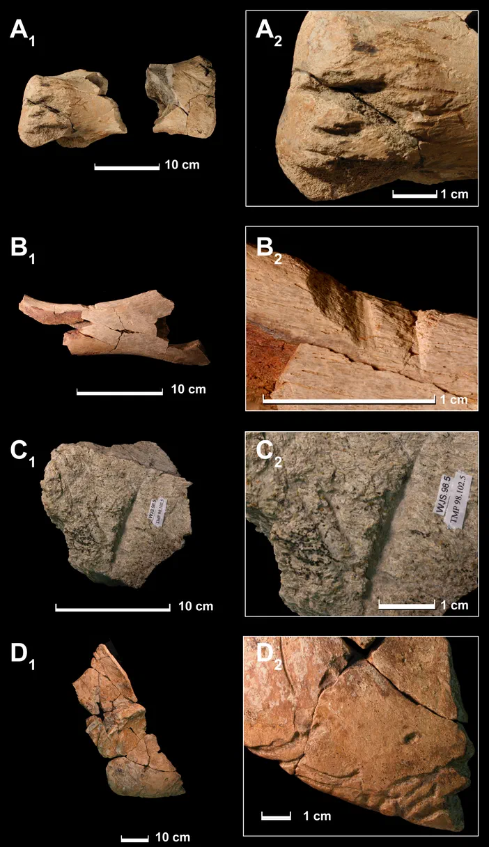 Planche scientifique illustrant les marques de morsures d'un Tyrannosaurus rex sur divers ossements dinosaures.