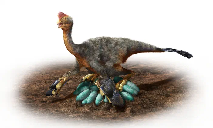 Représentation d'un oviraptorid en train de couver un nid d'œufs bleus.