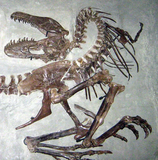 Spécimen de Gorgosaurus en pose mortuaire au Musée royal Tyrrell
