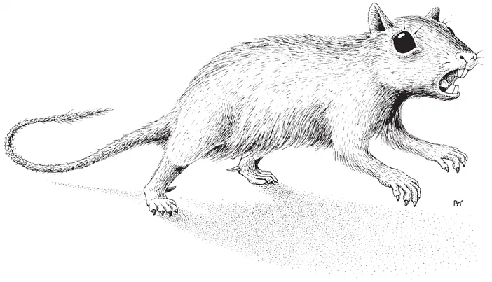 Illustration en noir et blanc d'un Catopsbaatar, un petit mammifère préhistorique ressemblant à une souris avec des dents proéminentes.