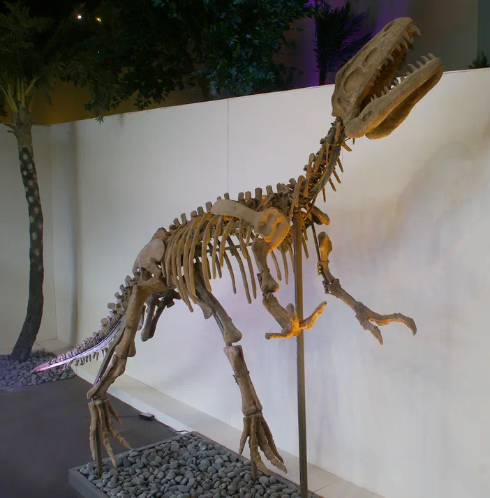 Spécimen de fossile du dinosaure Gasosaurus constructus exposé dans une vitrine, avec un mur blanc en arrière-plan et des plantes artificielles à gauche.