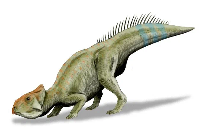 Reconstitution d'un Leptoceratops gracilis, un dinosaure à long cou et crâne orné de protubérances.