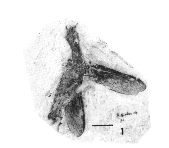 Fossile de l'insecte Cratoraphidia pulcra, un Raphidioptère du Crétacé inférieur brésilien.