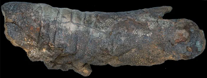 Fossile de kératine d'un ongle du pied avant-droit de Dakota, dinosaure Edmontosaurus.