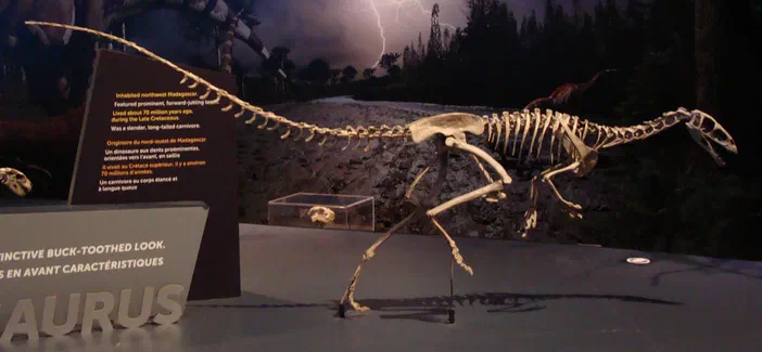 Squelette du dinosaure Masiakasaurus knopfleri exposé dans un musée avec des panneaux d'information et une maquette de crâne en verre.