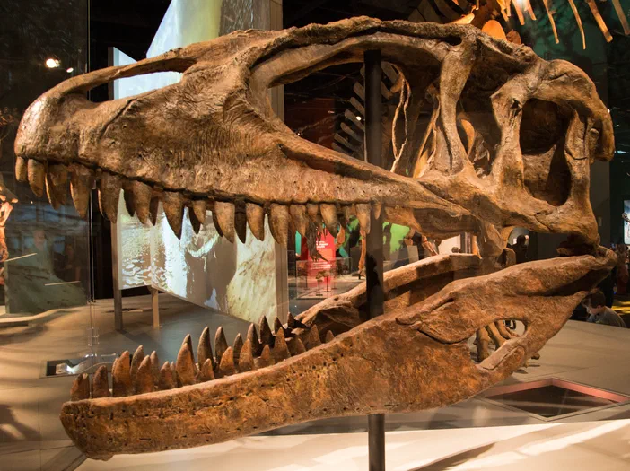 Crâne de Carcharodontosaurus exposé au musée des sciences du Minnesota