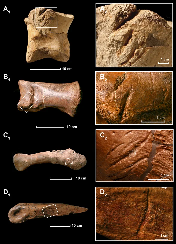 Planche photographique montrant quatre os de Tyrannosaurus rex avec des marques de morsures visibles, issues d'un article scientifique sur le cannibalisme chez les dinosaures.