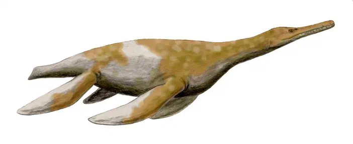 Trinacromerum bentonianum, un plesiosaure du Crétacé supérieur du Kansas, dessin au crayon