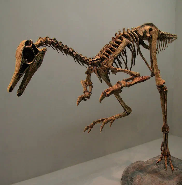 Squelette reconstruit du dinosaure Patagonykus puertai, debout sur une roche avec un fond neutre.